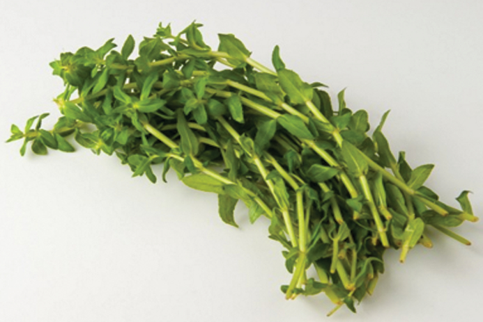 Vente 3X vietnamien Coriandre Herb plante Asiatique Salade Soupe cambodgien Comme neuf 6" Tige 
